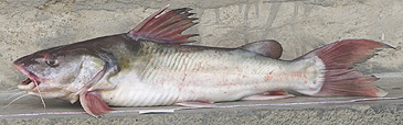 Record photograph for Chrysichthys laticeps